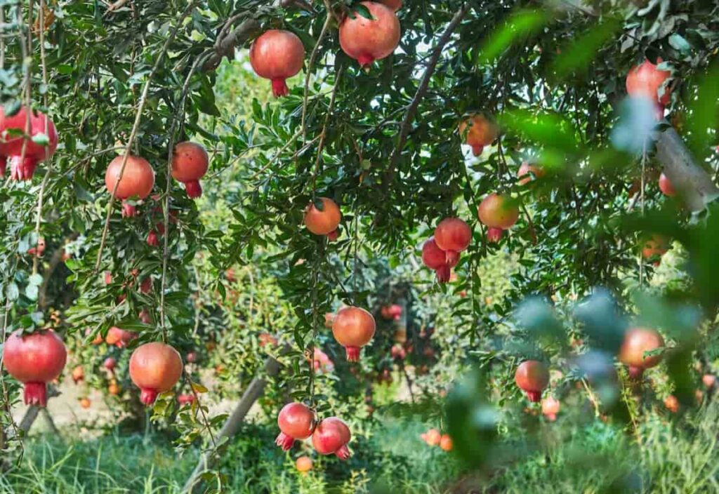 Growing-Pomegranate-Organically-in-Maharashtra4-1024x704