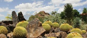 Types of Cactus in Arizona